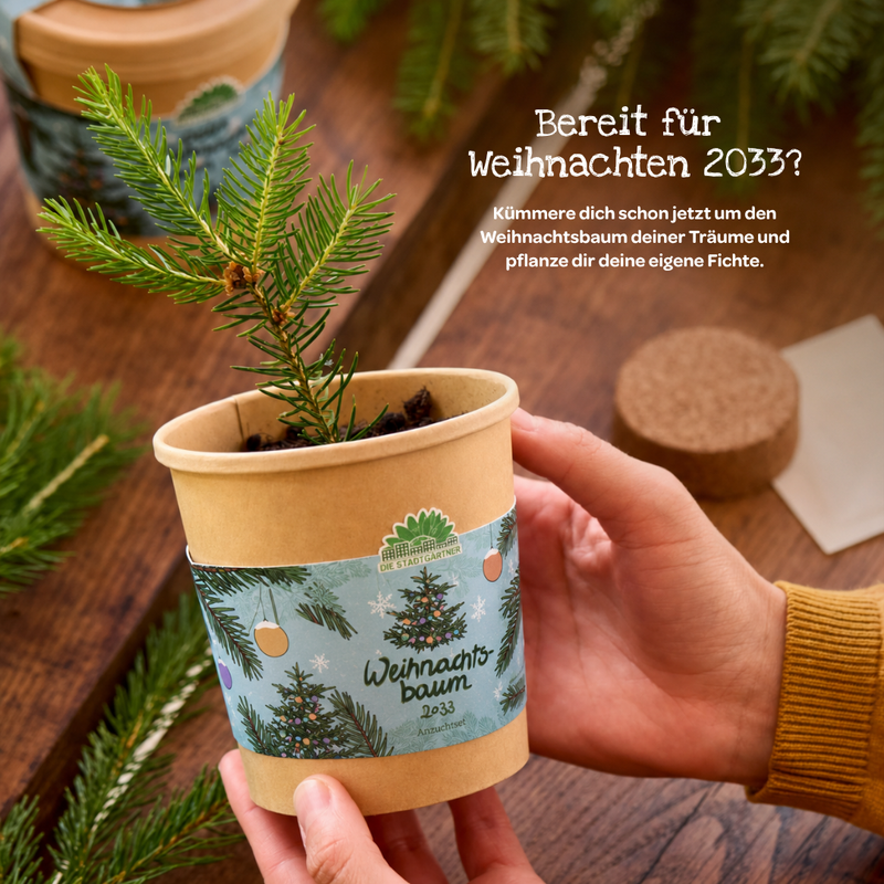 Weihnachtsbaum 2030 Anzuchtset – Fichte aus dem Becher — Ansicht 7