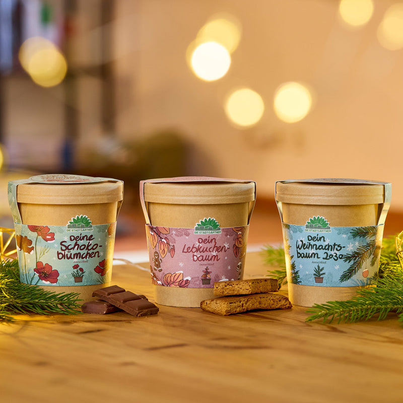 Schokoblumen Anzuchtset – Duftblüten im Becher — Ansicht 8